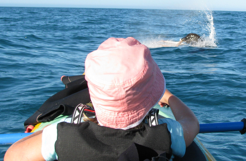 Hannah watching the seal thrashing an octopus