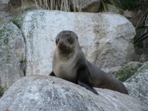 And the seals watched us!!