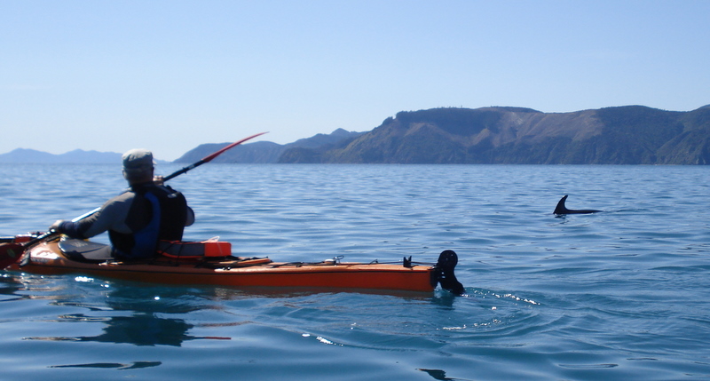 Sea kayaking with dolphins